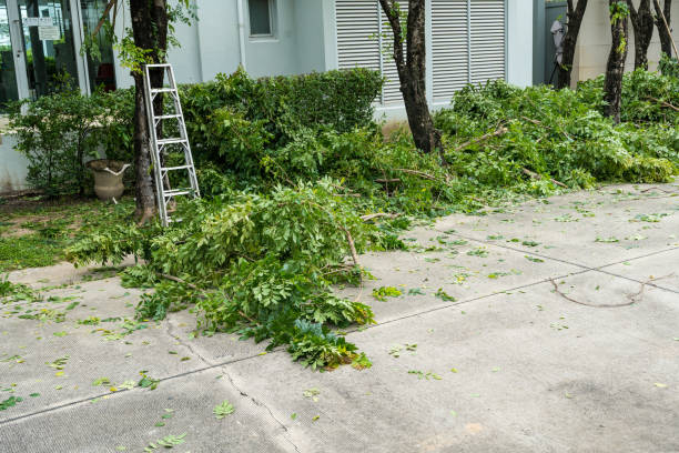 Best Landscape Design and Installation  in Holiday, FL